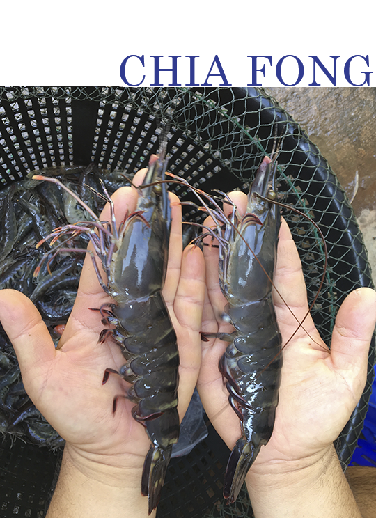 一個返鄉青農的草莓夢